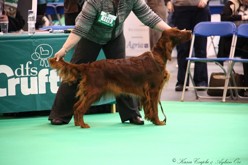 Crufts2011 331.jpg